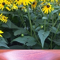 padauk1